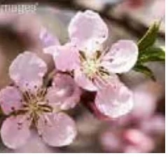 게으른도시농부농장 대표수종 매화꽃
